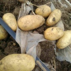 天津蓟县本人种植三十亩土豆