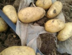 天津蓟县本人种植三十亩土豆