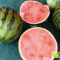 夏邑西瓜上货量大夏邑李涛诚信合作