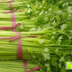 安定内官马彦龙7月玻璃翠芹菜