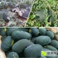 东明东明徐刚太7月新红宝西瓜