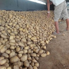 利津土豆品质优良,太平张雷诚信合作