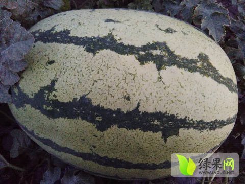 硒砂瓜价格