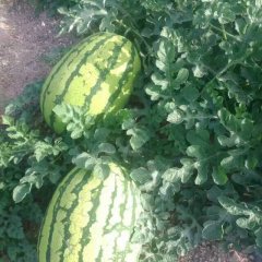 2016会宁西瓜俏销大江南北