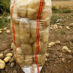 内蒙古集宁荷兰十五大量出货中