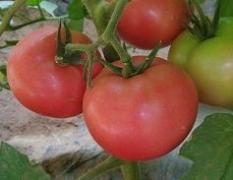 宁城西红柿现已大量上市、品质优良