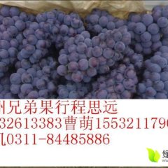 石家庄晋州京亚葡萄大量上市