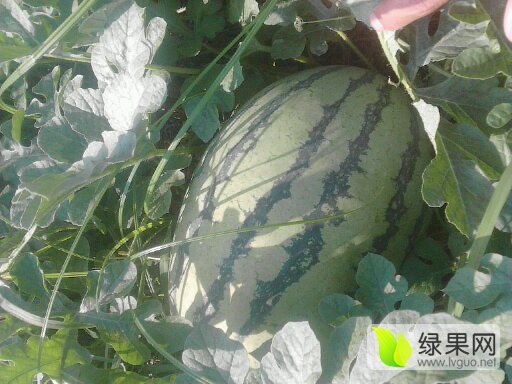 2016年河南扶沟龙卷风价格