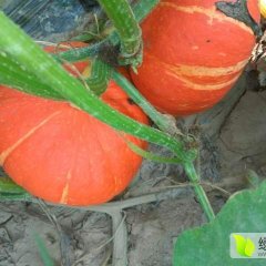 凌海南瓜产销两旺,北张刘进男诚信合作