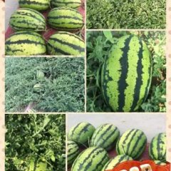 陕北沙地西瓜 品质优良诚信卖瓜