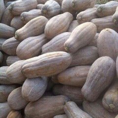 湖南岳阳民生蔬菜合作社