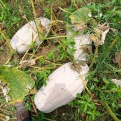 汉寿龙阳潘志强6月兴蔬密本南瓜