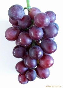 莘县妹冢张喜普7月藤稔葡萄