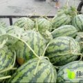 东明西瓜产销两旺,上货快
