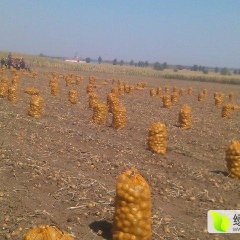 吉林公主岭荷兰十五土豆火热上市