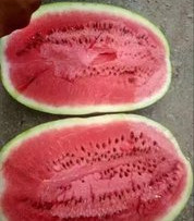 宁县西瓜熟了，老规矩：您来我接，绝对成色好