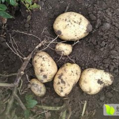 吉林公主岭尤金885土豆价格适宜