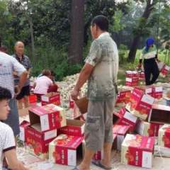 2016平陆蜜桃收购工作全面开展