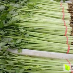 2016阳谷芹菜现在订货有惊喜