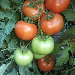 内蒙古喀喇沁旗思贝德西红柿品质优良