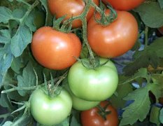 内蒙古喀喇沁旗思贝德西红柿品质优良
