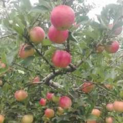 临猗东张斌7月嘎啦苹果