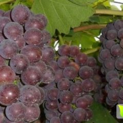 瓦房店巨峰葡萄 李官巨峰葡萄 大连巨峰葡萄