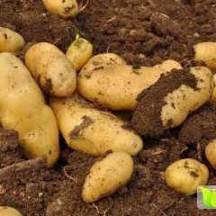 瓦房店阎店土豆 大连马铃薯 绿色有机