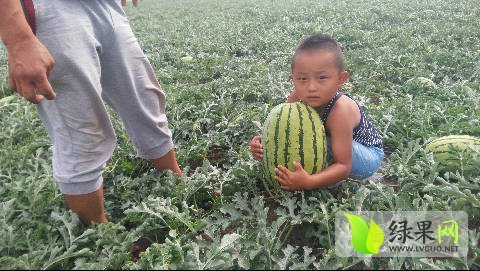 新绿宝价格