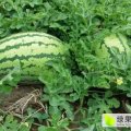 应县西瓜产销两旺,应县安培明诚信合作