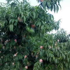 河南灵宝 阿布白桃蜜桃价格行情平稳