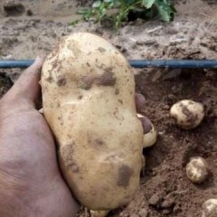 河北围场荷兰十五土豆口感爽口