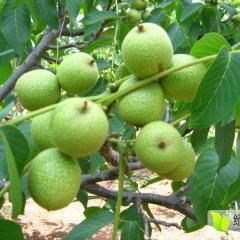 大荔核桃营养丰富,下寨任五号诚信合作