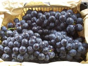 河北广宗葡萄，北淤疃李书岭诚信合作