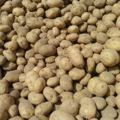 甘肃靖远早大白土豆，克星一号质量上乘