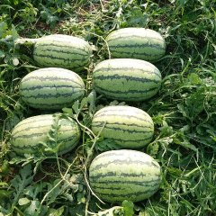 夏邑王集西瓜基地商丘最大的西瓜种植产地专业代办西瓜