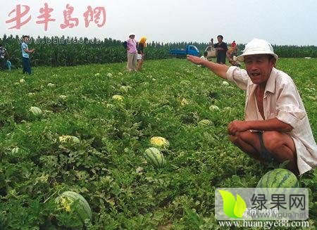 2016年内蒙古松山圆瓜价格