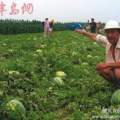 内蒙古松山圆瓜西瓜产销两旺