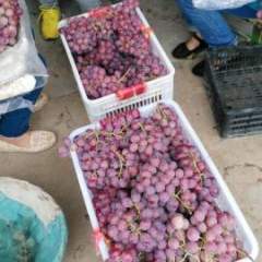 陕西蒲城红提葡萄产销两旺