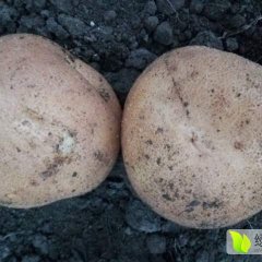 吉林公主岭延薯四号土豆耐储存