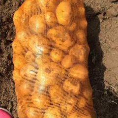 怀德镇延薯4号代收费1分