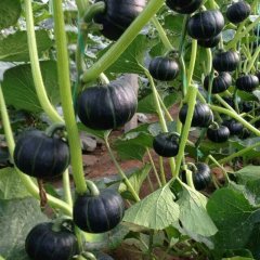 2017寿光贝贝南瓜大量上市 质优价格低