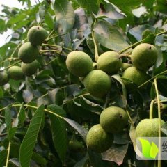 2016三台核桃抓住商机无限