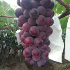 2016大荔葡萄走过路过不要错过