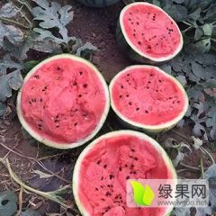 北林太平聂长春8月京欣西瓜