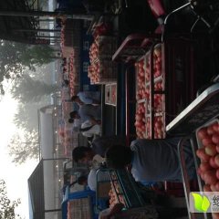 东昌府沙镇张延会8月欧冠西红柿