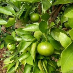 夷陵柑橘随行就市小溪李道杰诚信合作