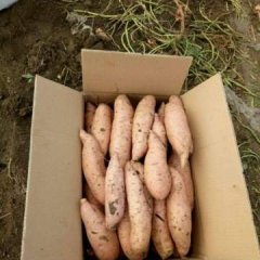 泗水红薯，薯型好，甜度高