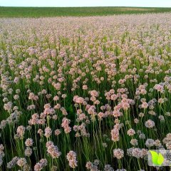 小根蒜前景无限大量出售