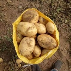 2016公主岭土豆抓住商机无限